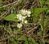 Thalictrum petaloideum