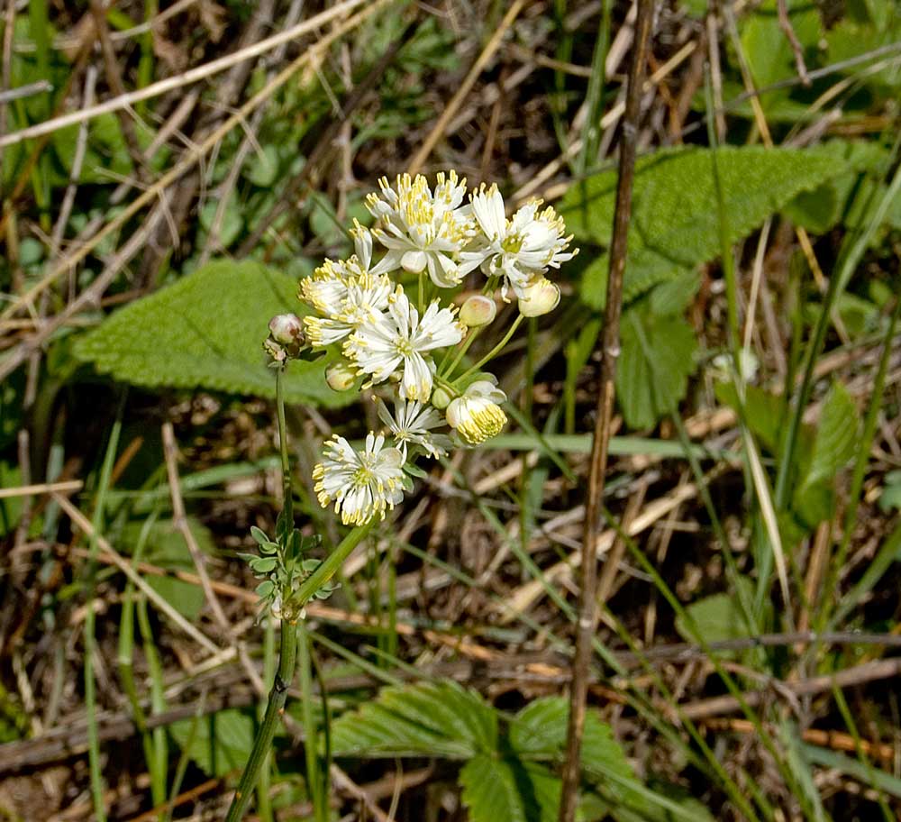 Изображение особи Thalictrum petaloideum.