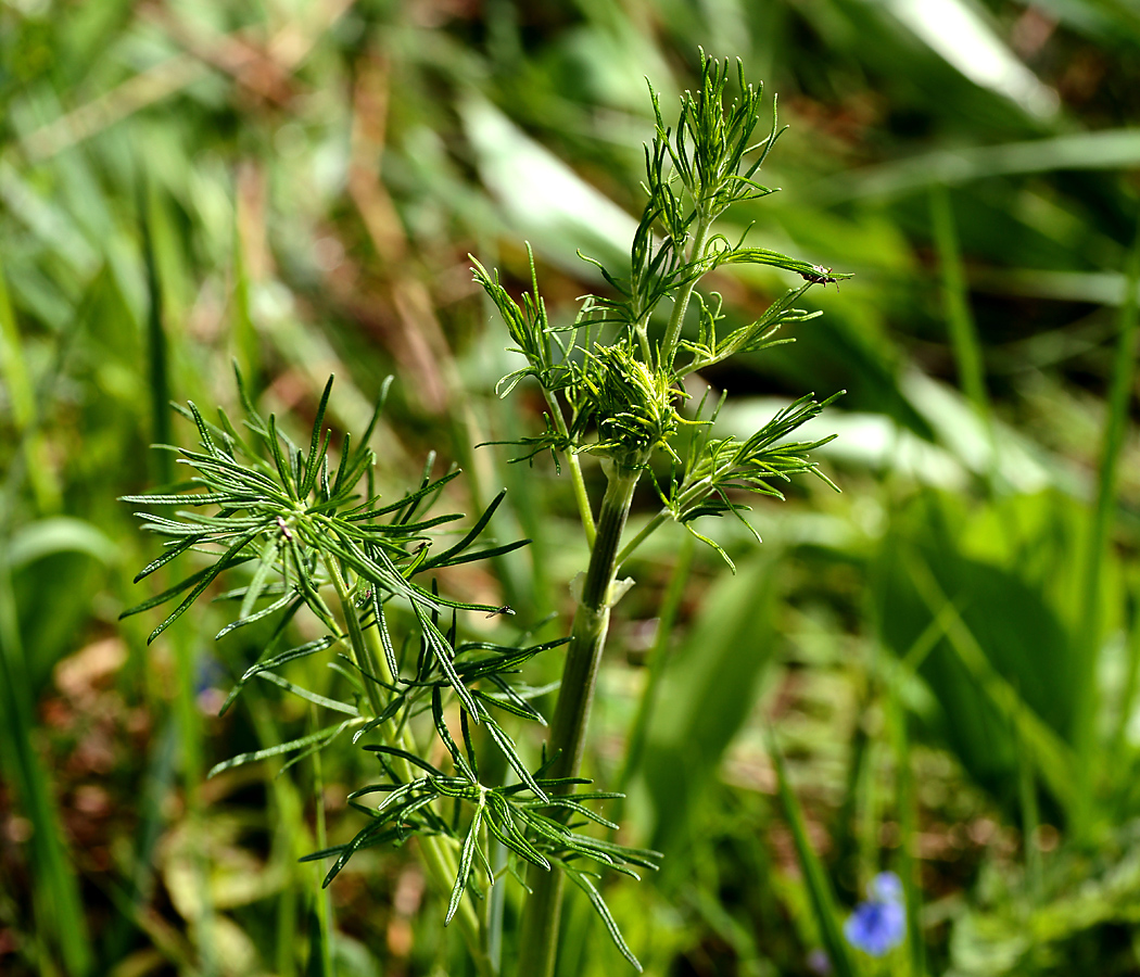 Image of Thalictrum lucidum specimen.