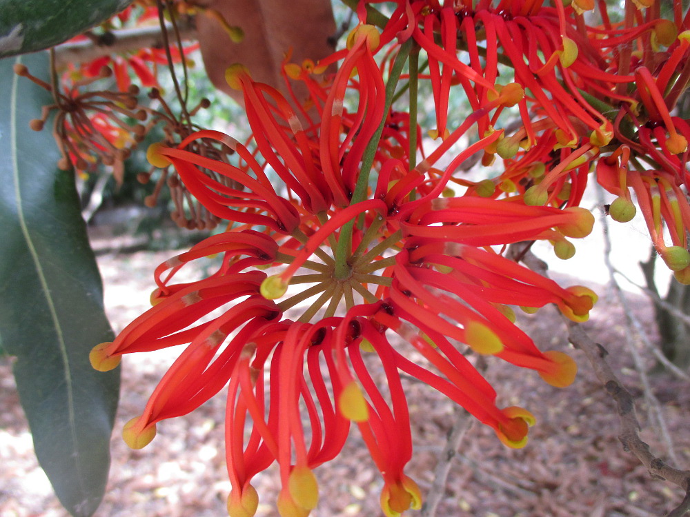 Image of Stenocarpus sinuatus specimen.