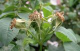 genus Rosa. Соплодие. Краснодарский край, Кущевский р-н, станица Шкуринская, бесхозное подворье. 01.06.2016.