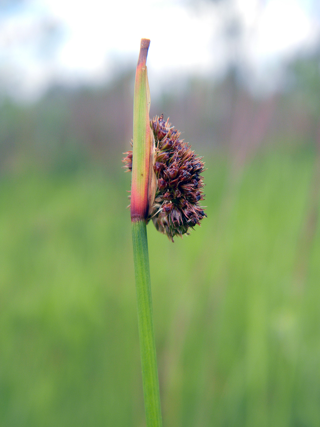 Image of Juncus conglomeratus specimen.