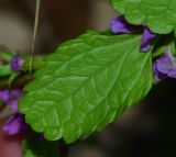 Stachys neurocalycina. Листовая пластинка (вид с обратной стороны). Израиль, Нижняя Галилея, г. Верхний Назарет, ландшафтный парк. 24.03.2015.