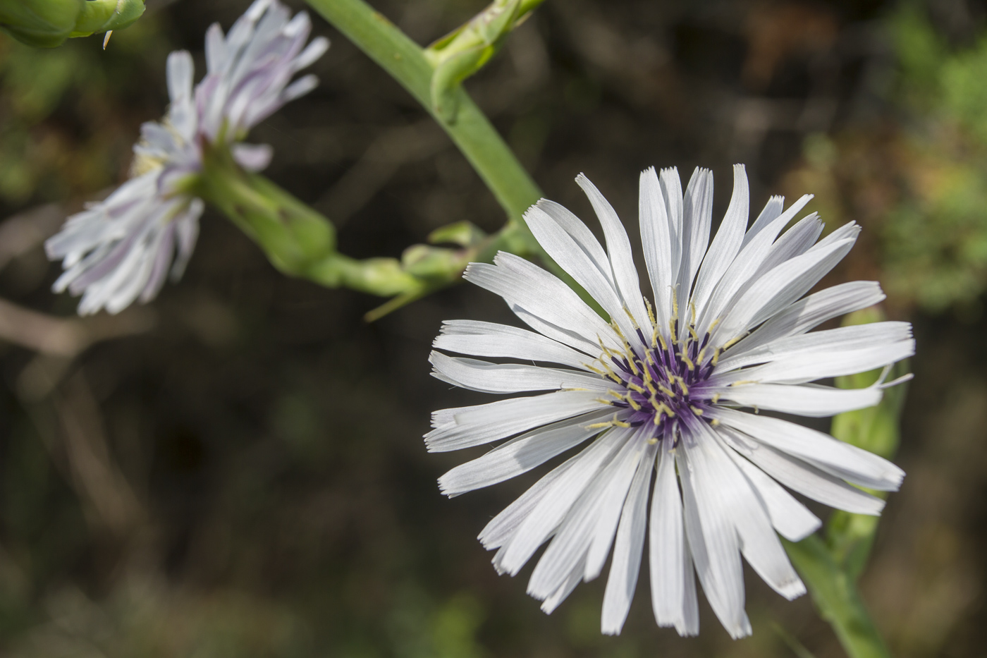 Image of Lactuca tuberosa specimen.