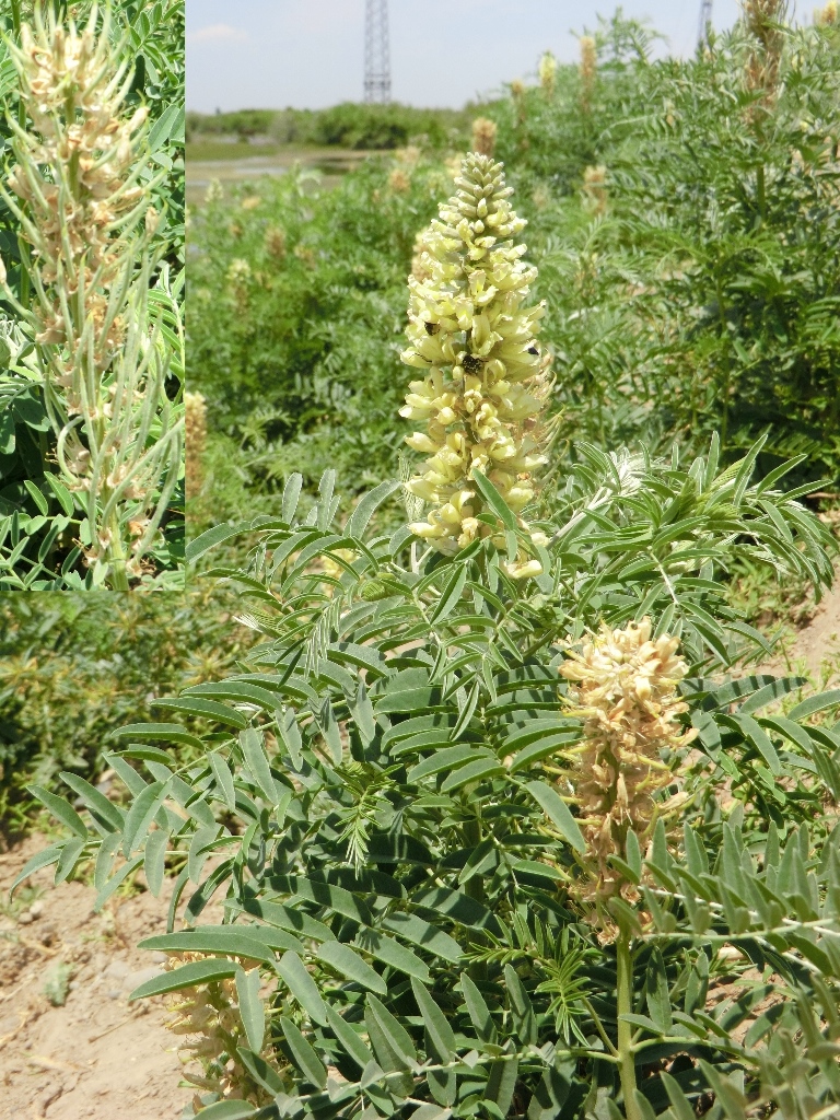 Image of Pseudosophora alopecuroides specimen.