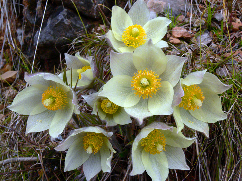 Изображение особи Pulsatilla uralensis.