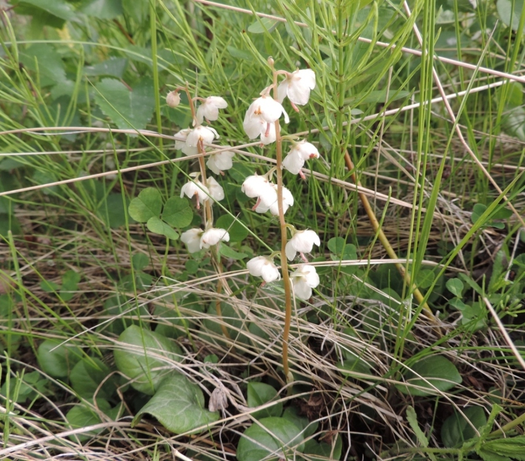 Изображение особи Pyrola rotundifolia.