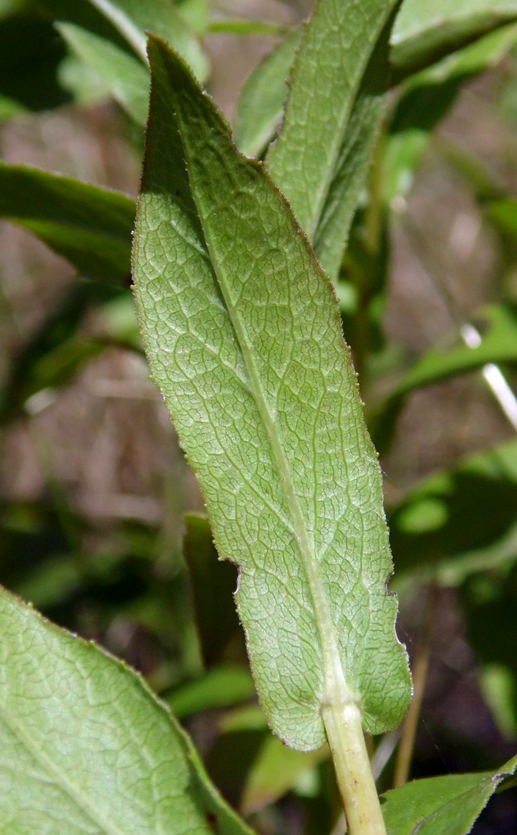 Image of Inula salicina specimen.