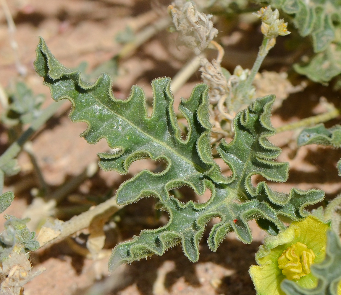 Изображение особи Citrullus colocynthis.