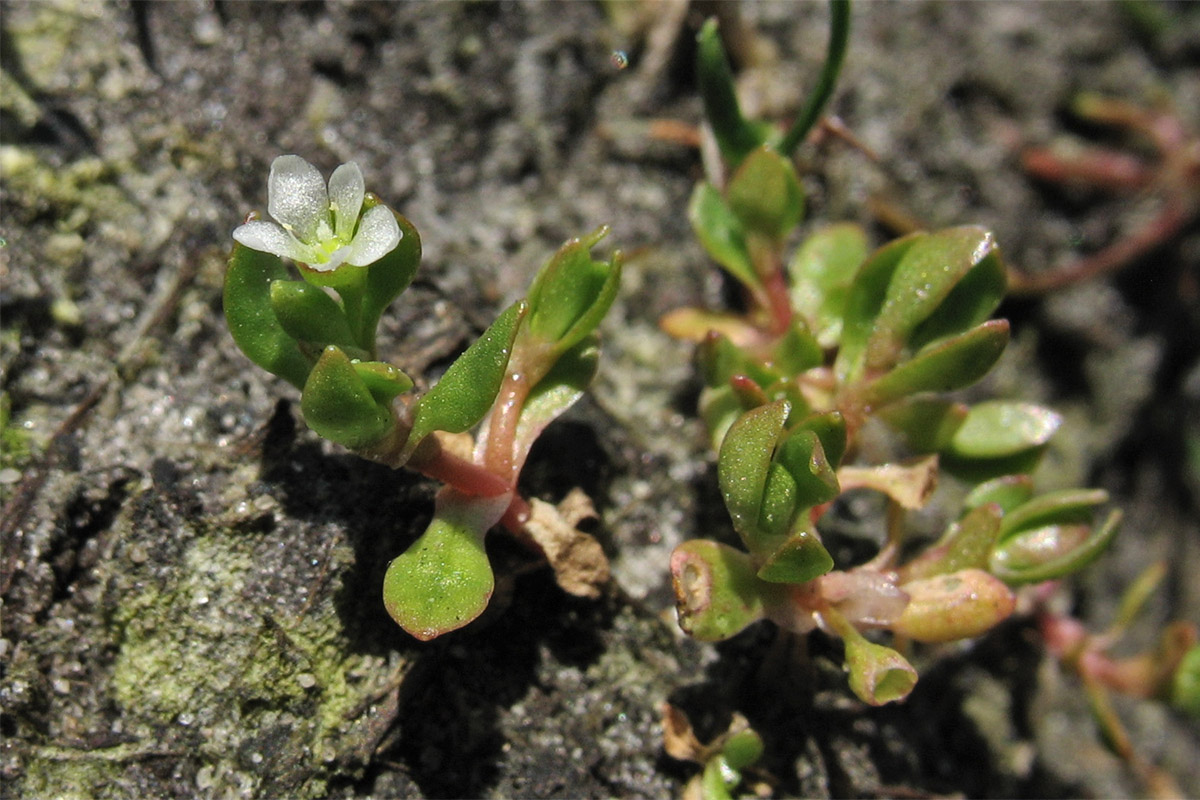 Image of Montia arvensis specimen.