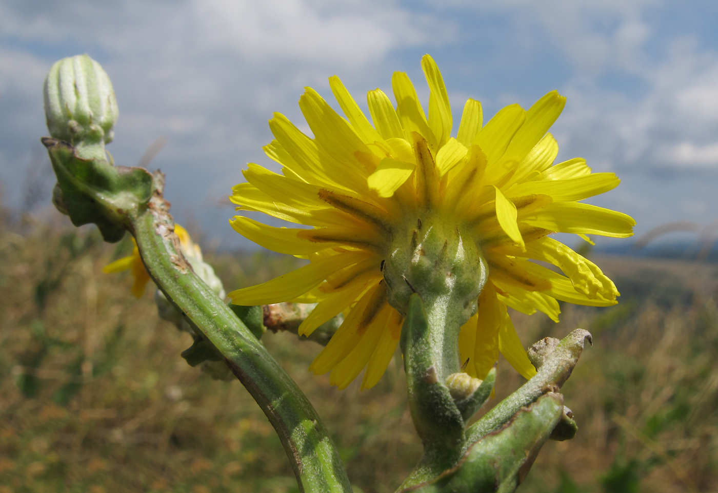 Image of Crepis pannonica specimen.