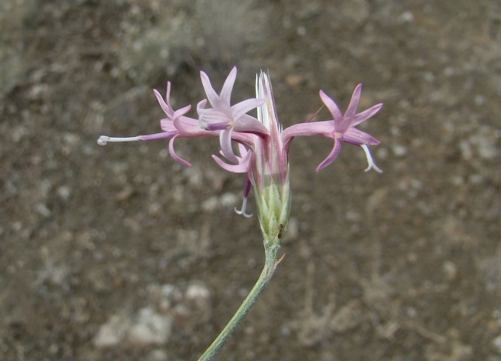 Изображение особи Jurinea xeranthemoides.