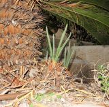 Cycas revoluta