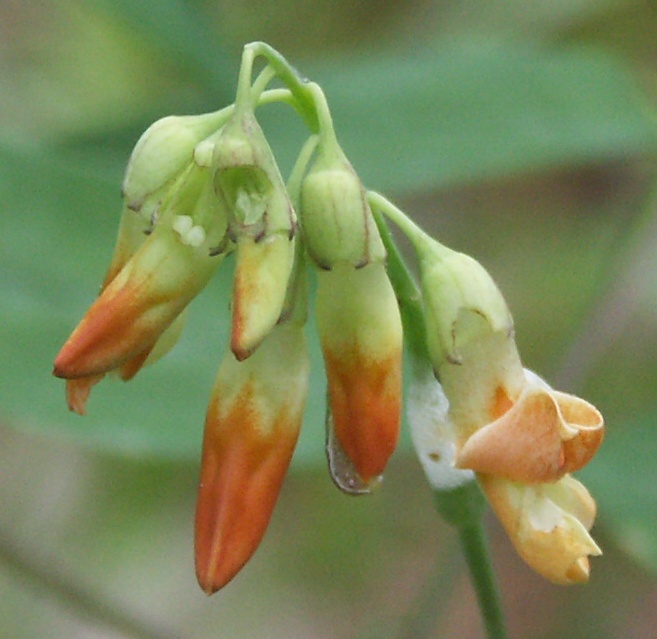 Image of Lathyrus laevigatus specimen.