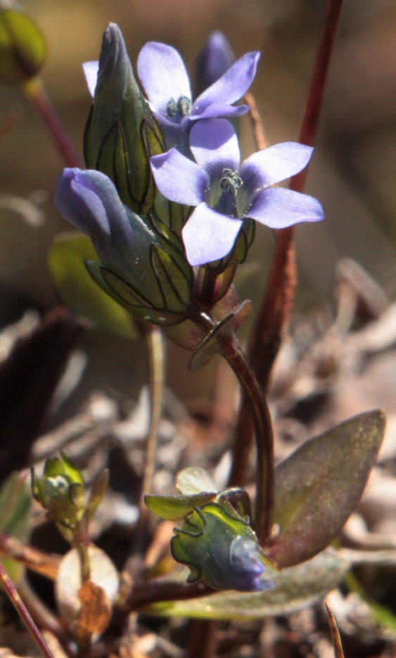 Image of Gentianella azurea specimen.