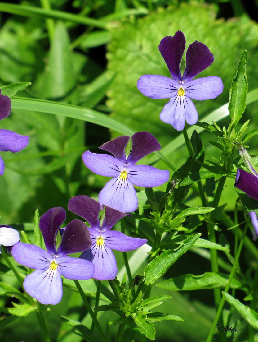 Image of Viola disjuncta specimen.