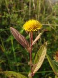 Inula japonica. Верхушка цветущего растения. Приморье, окр. г. Находка, разнотравный сырой луг. 22.09.2016.