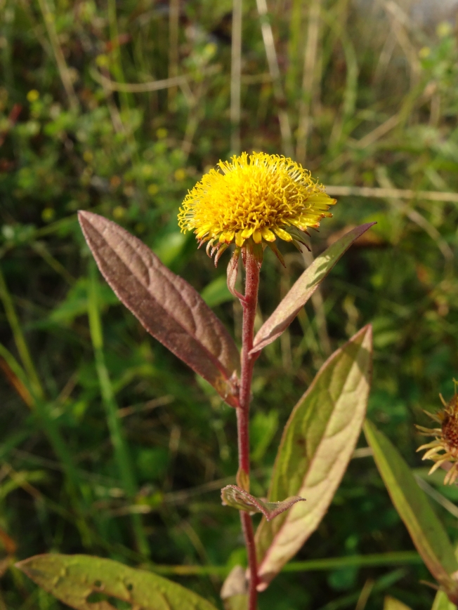 Image of Inula japonica specimen.