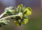 Potentilla argentea