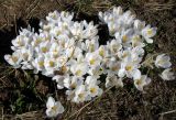 Crocus vernus