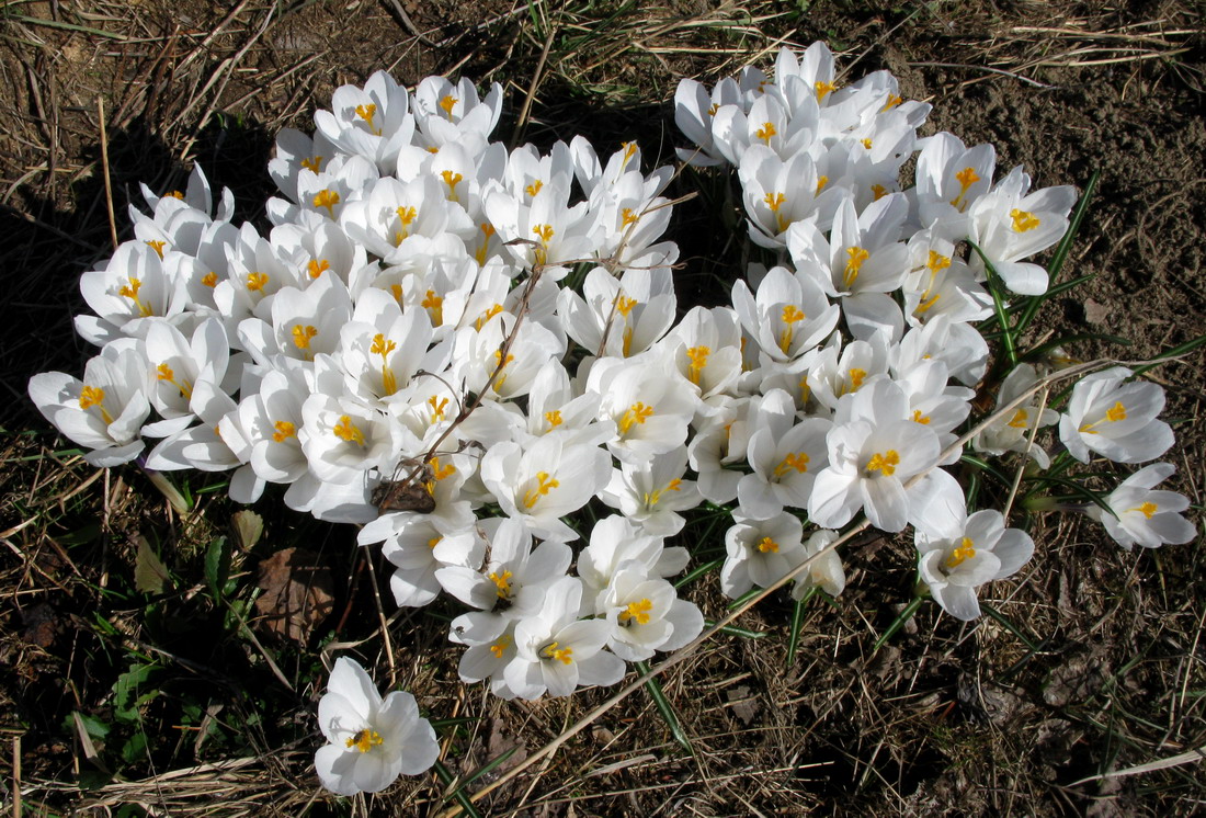 Изображение особи Crocus vernus.