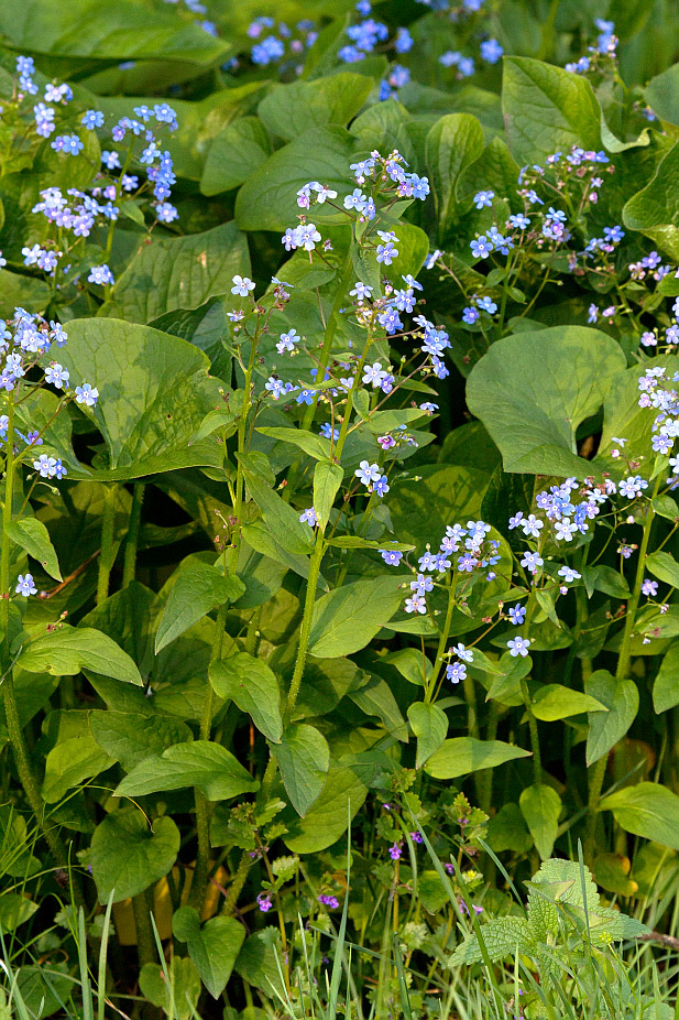 Image of Brunnera sibirica specimen.
