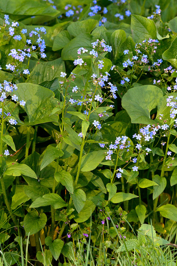 Изображение особи Brunnera sibirica.