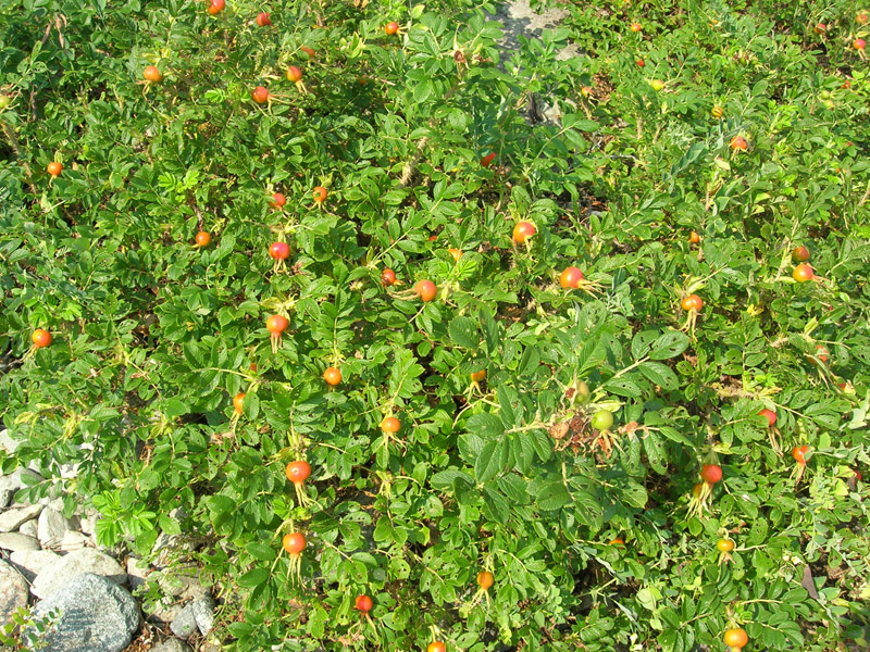 Image of Rosa rugosa specimen.