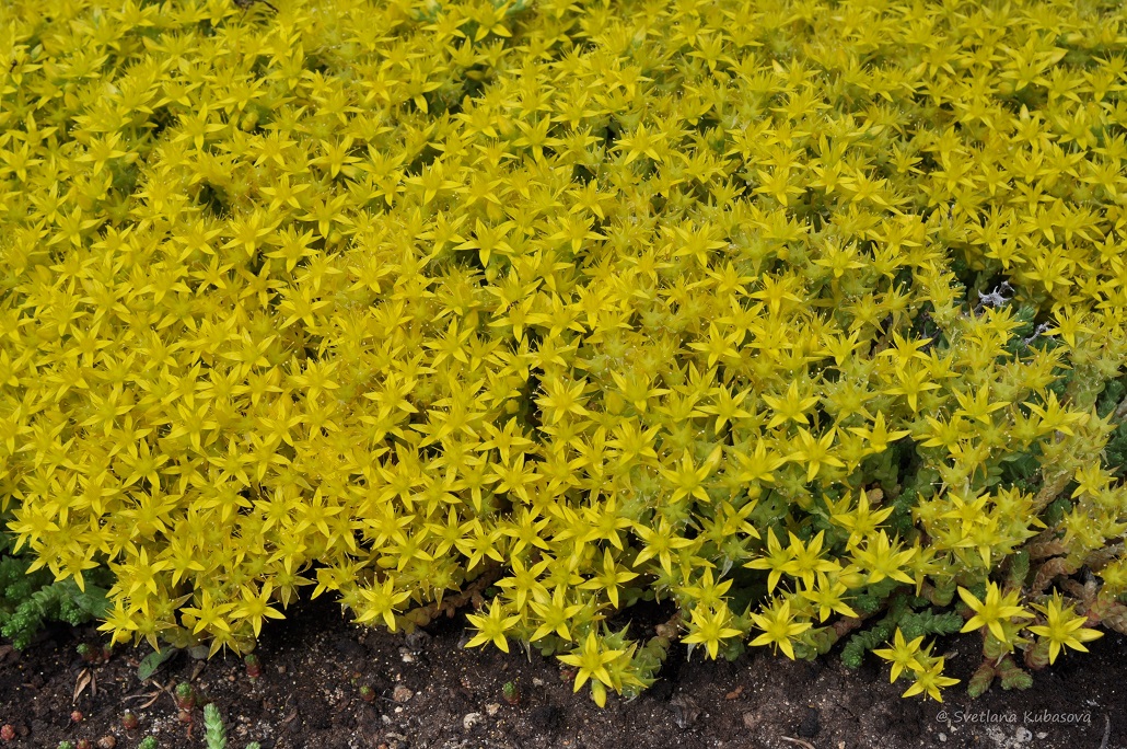 Image of Sedum acre specimen.