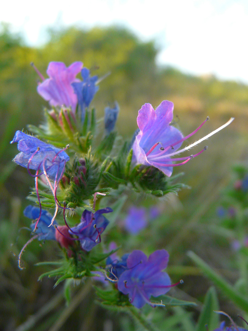 Image of Echium vulgare specimen.