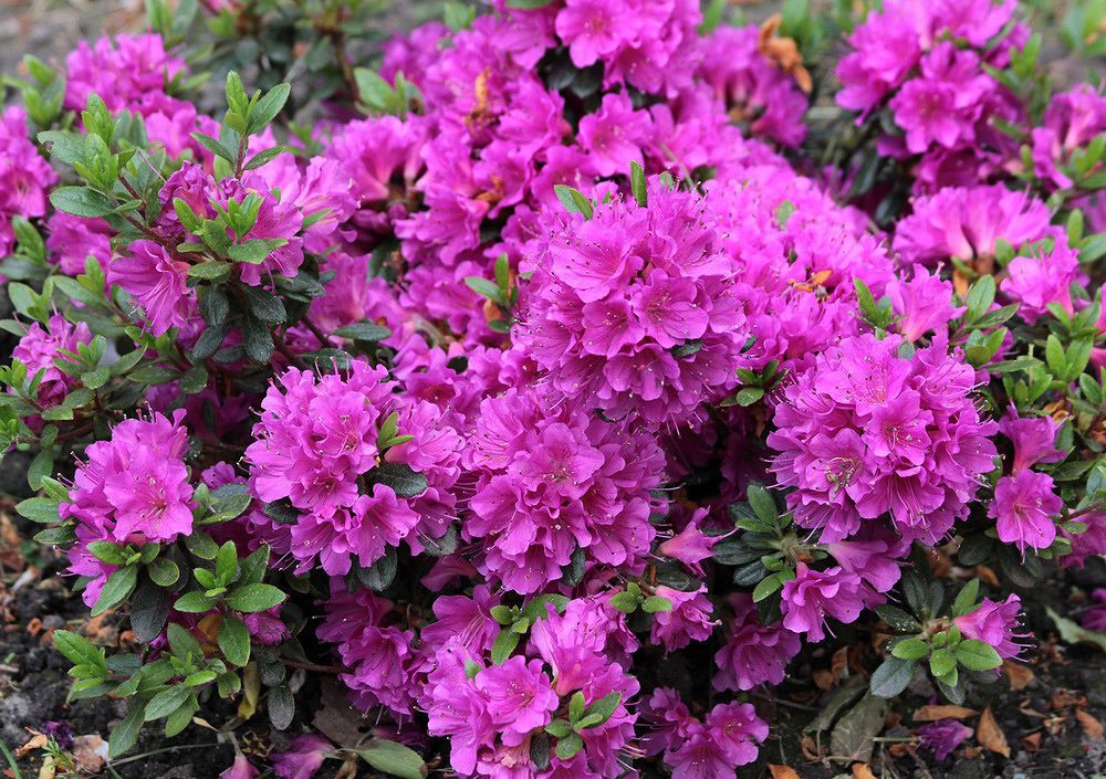 Изображение особи род Rhododendron.