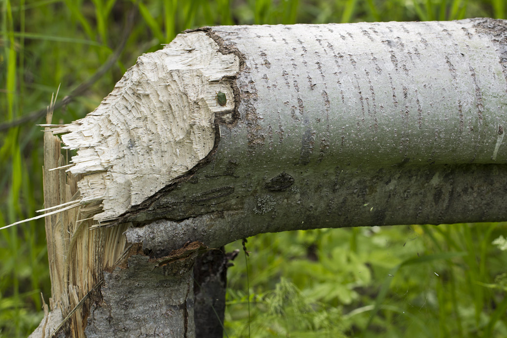 Image of Populus tremula specimen.