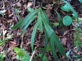 Carex siderosticta