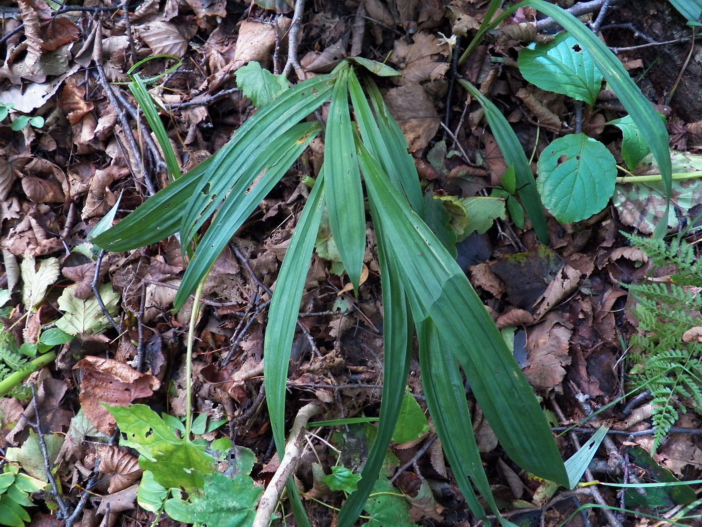 Image of Carex siderosticta specimen.