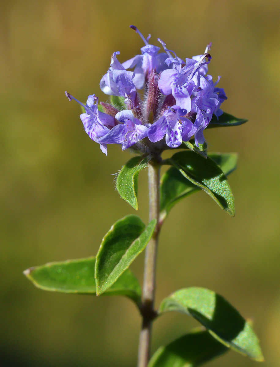 Image of Ziziphora clinopodioides specimen.