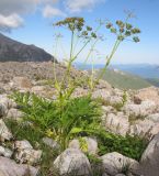 Heracleum freynianum