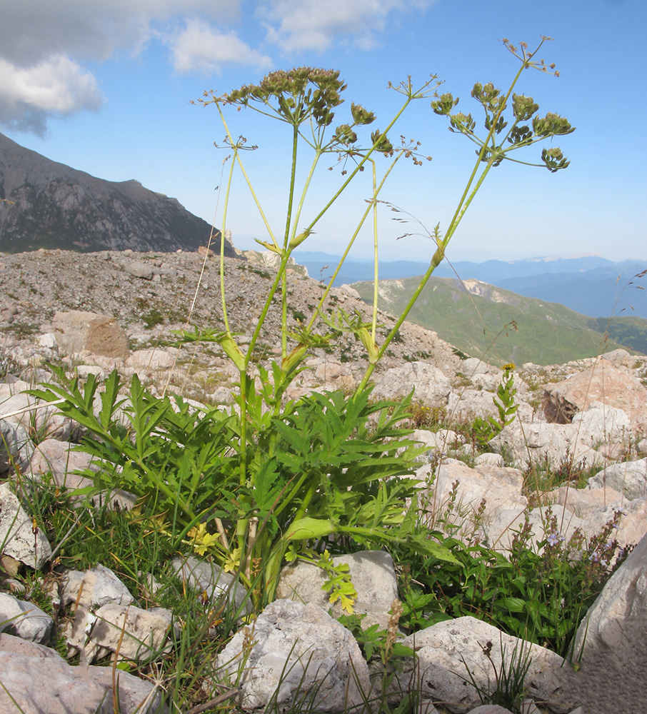 Изображение особи Heracleum freynianum.