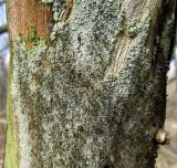 genus Calicium