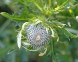 род Cirsium