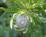 genus Cirsium. Верхушка растения с нераскрывшимся соцветием. Амурская обл., Бурейский р-н, левый берег р. Бурея, между Нижнебурейской ГЭС и а/д мостом через Бурею автодороги \"Амур\". 18.07.2016.