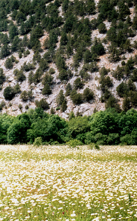 Изображение особи Leucanthemum ircutianum.