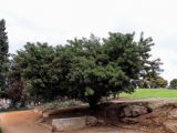 Schinus terebinthifolia. Плодоносящее дерево. Израиль, г. Бат-Ям, в культуре. 30.11.2016.