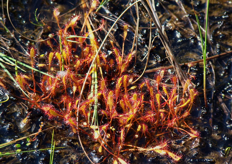 Изображение особи Drosera anglica.