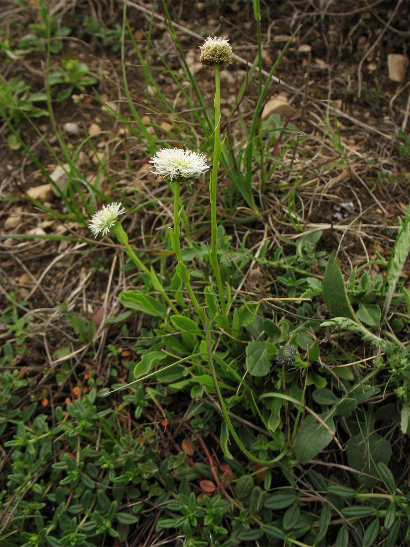 Изображение особи Globularia bisnagarica.