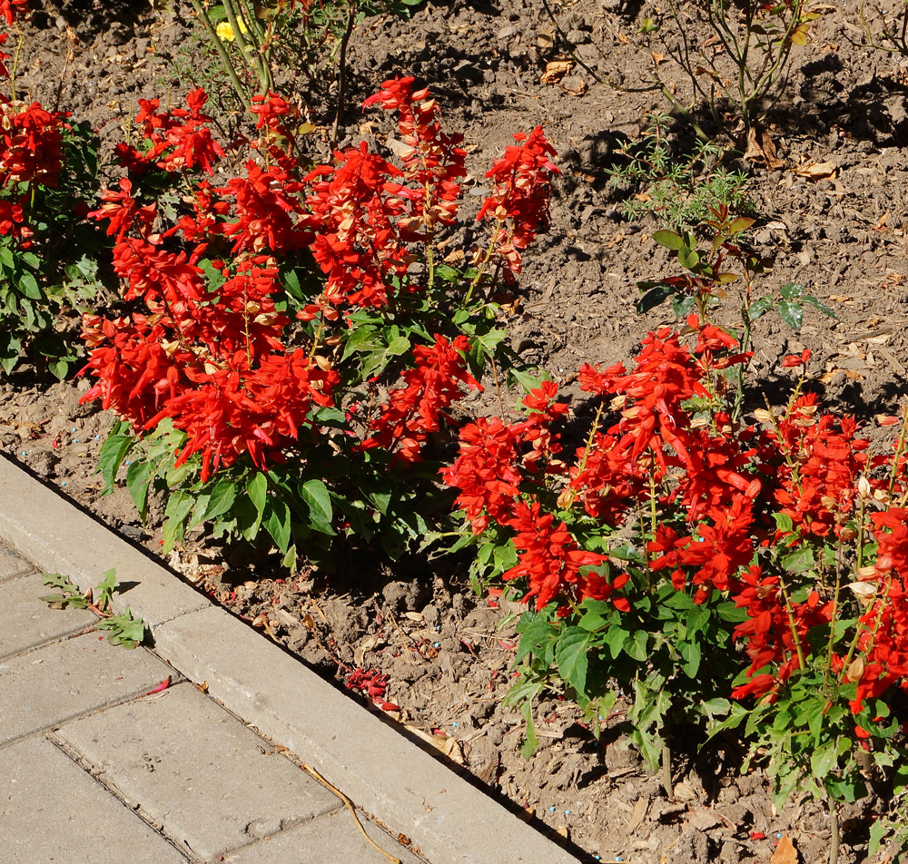 Image of Salvia splendens specimen.