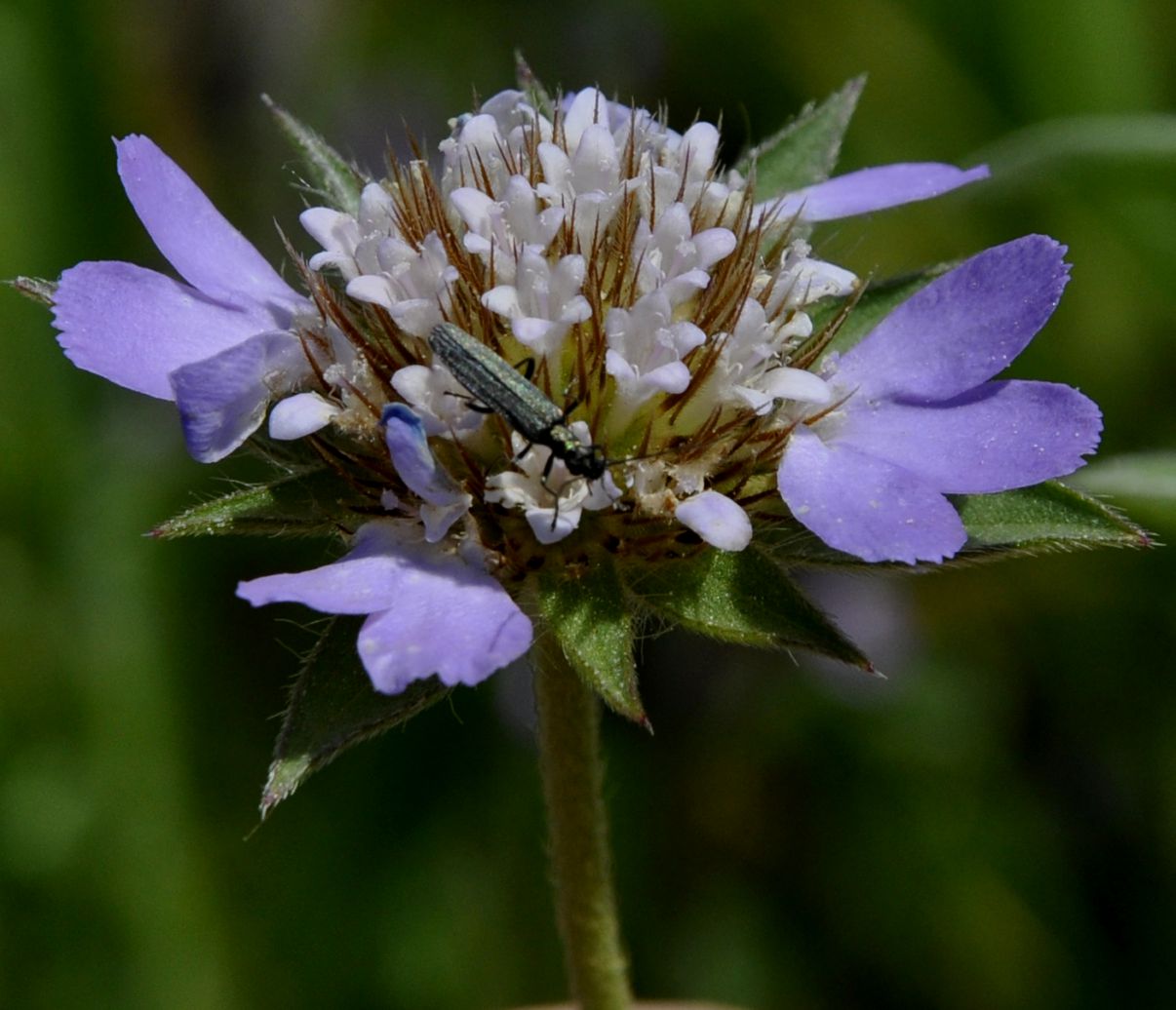 Image of Lomelosia brachiata specimen.