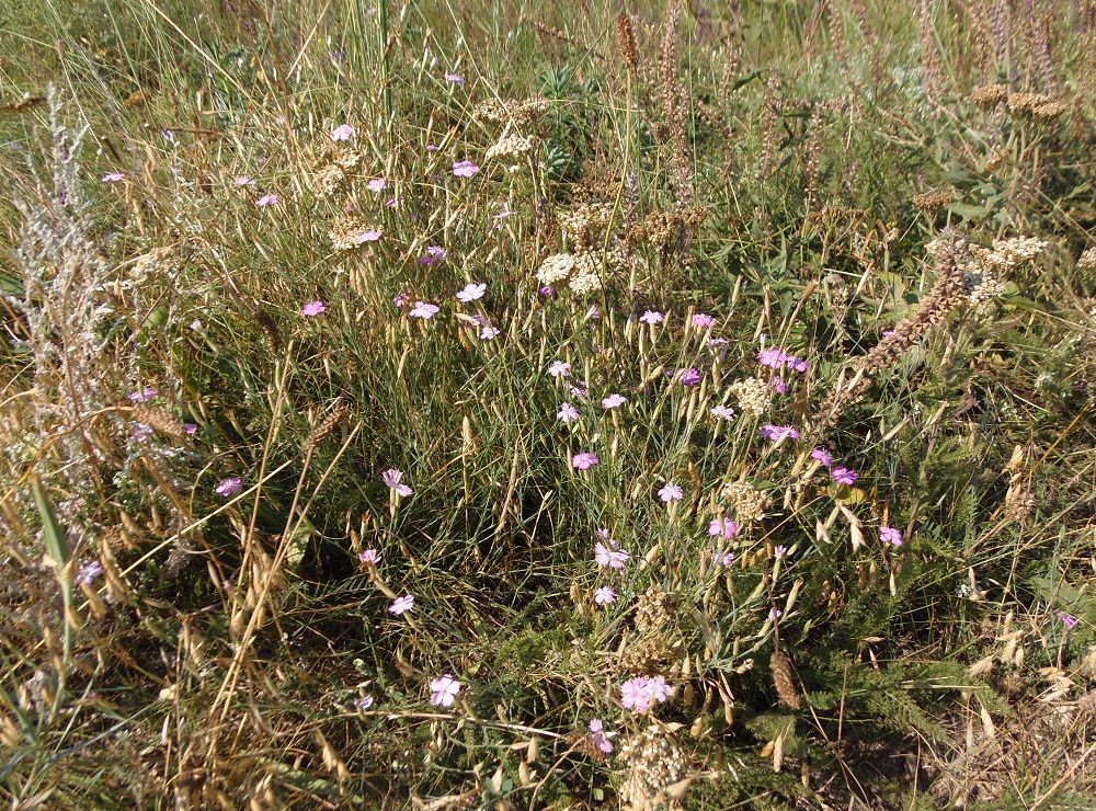 Image of Dianthus carbonatus specimen.