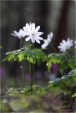 Anemone altaica