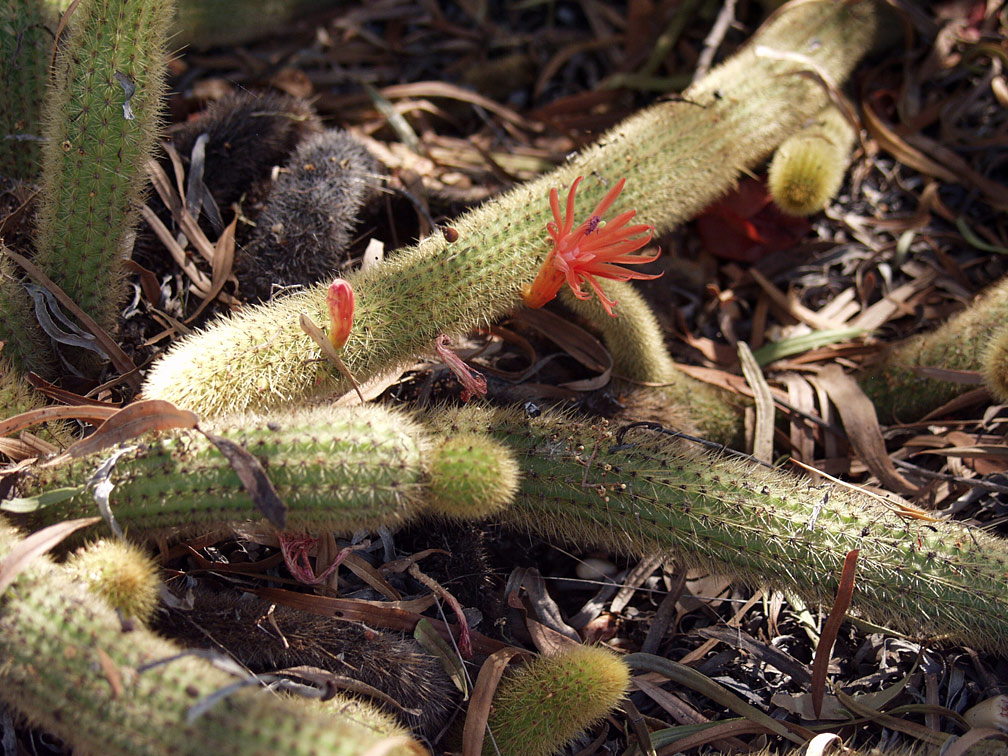 Изображение особи Cleistocactus winteri.