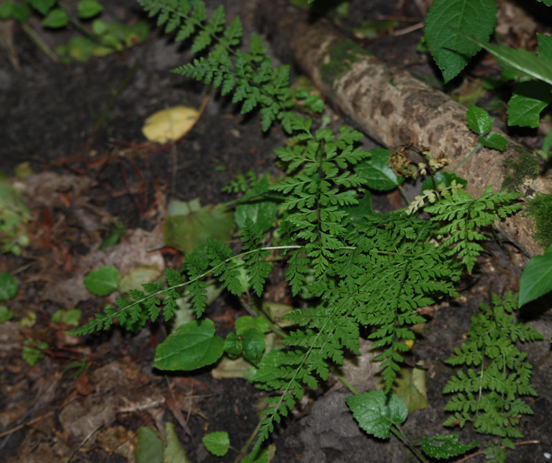 Image of Cystopteris fragilis specimen.